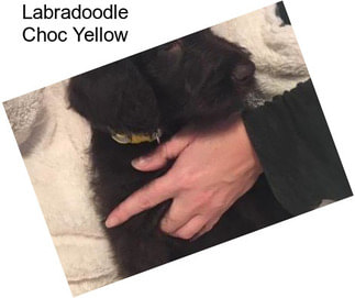 Labradoodle Choc Yellow