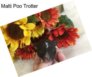 Malti Poo Trotter