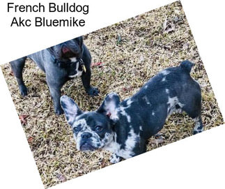 French Bulldog Akc Bluemike