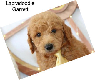 Labradoodle Garrett