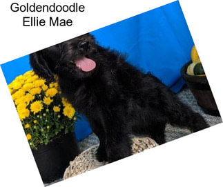 Goldendoodle Ellie Mae
