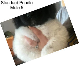 Standard Poodle Male 5