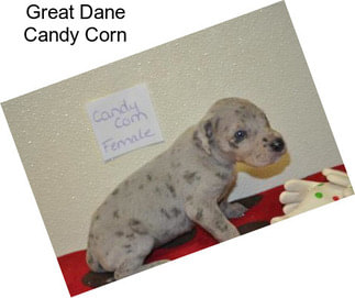 Great Dane Candy Corn