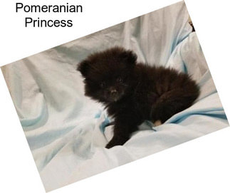 Pomeranian Princess