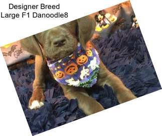 Designer Breed Large F1 Danoodle8