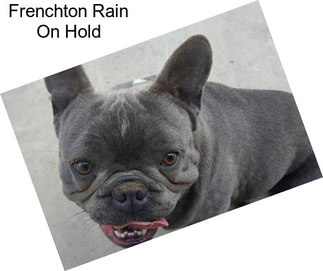 Frenchton Rain On Hold