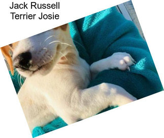 Jack Russell Terrier Josie