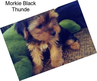 Morkie Black Thunde