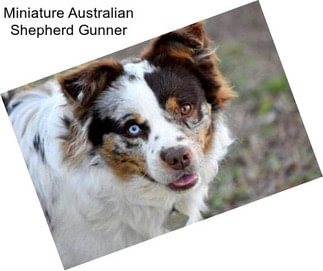 Miniature Australian Shepherd Gunner