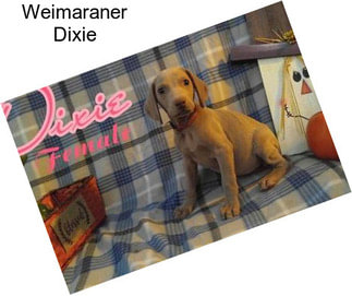 Weimaraner Dixie
