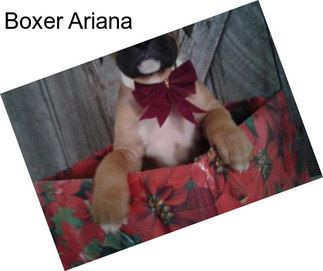 Boxer Ariana