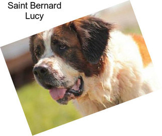 Saint Bernard Lucy