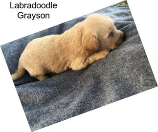 Labradoodle Grayson