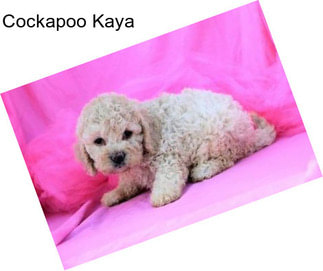 Cockapoo Kaya