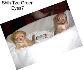 Shih Tzu Green Eyes7