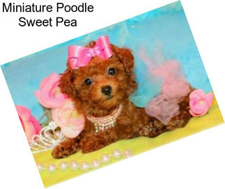 Miniature Poodle Sweet Pea