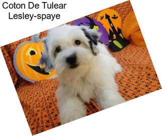 Coton De Tulear Lesley-spaye