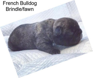 French Bulldog Brindle/fawn