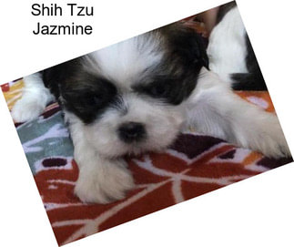 Shih Tzu Jazmine