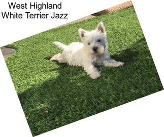 West Highland White Terrier Jazz