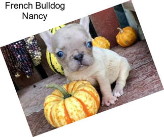 French Bulldog Nancy