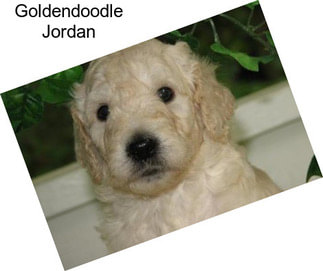 Goldendoodle Jordan
