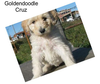 Goldendoodle Cruz