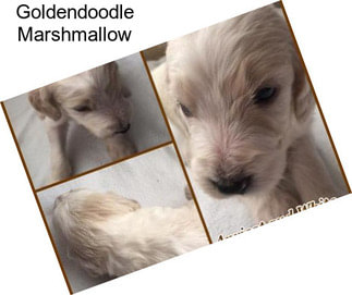 Goldendoodle Marshmallow