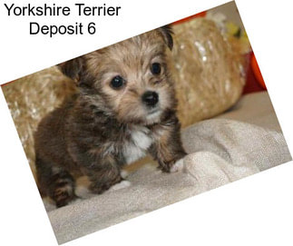 Yorkshire Terrier Deposit 6