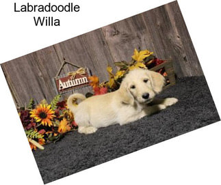 Labradoodle Willa