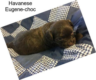Havanese Eugene-choc