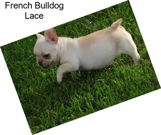 French Bulldog Lace