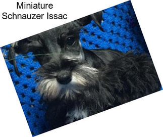 Miniature Schnauzer Issac