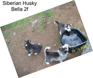 Siberian Husky Bella 2f