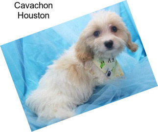 Cavachon Houston