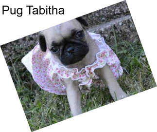 Pug Tabitha