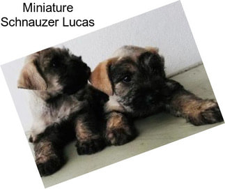 Miniature Schnauzer Lucas