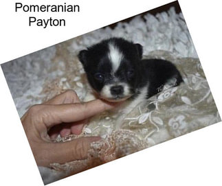 Pomeranian Payton