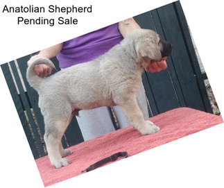 Anatolian Shepherd Pending Sale