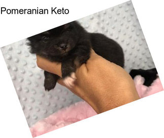 Pomeranian Keto