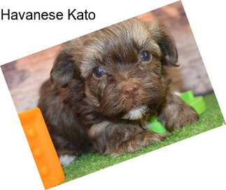 Havanese Kato