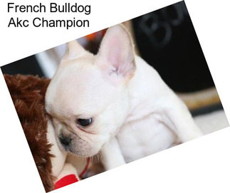 French Bulldog Akc Champion