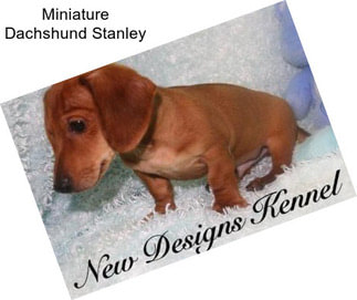 Miniature Dachshund Stanley