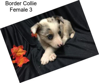 Border Collie Female 3