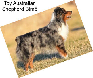 Toy Australian Shepherd Btm5