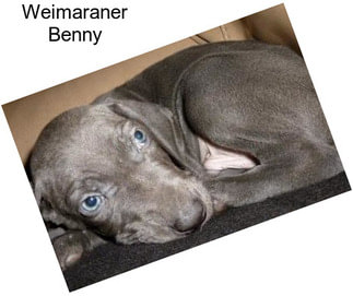 Weimaraner Benny