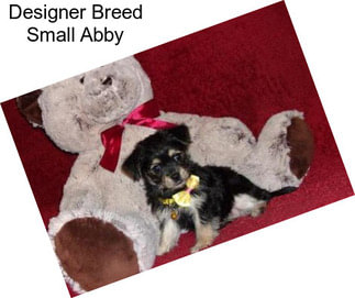 Designer Breed Small Abby