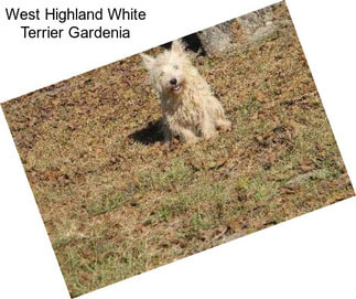 West Highland White Terrier Gardenia