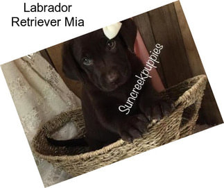 Labrador Retriever Mia