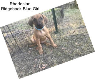 Rhodesian Ridgeback Blue Girl